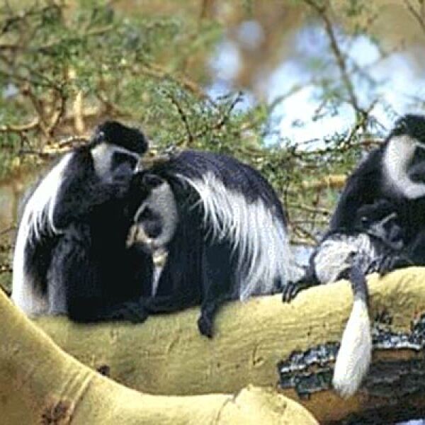 Motorradreisen Afrika Arusha Safari Landschaft